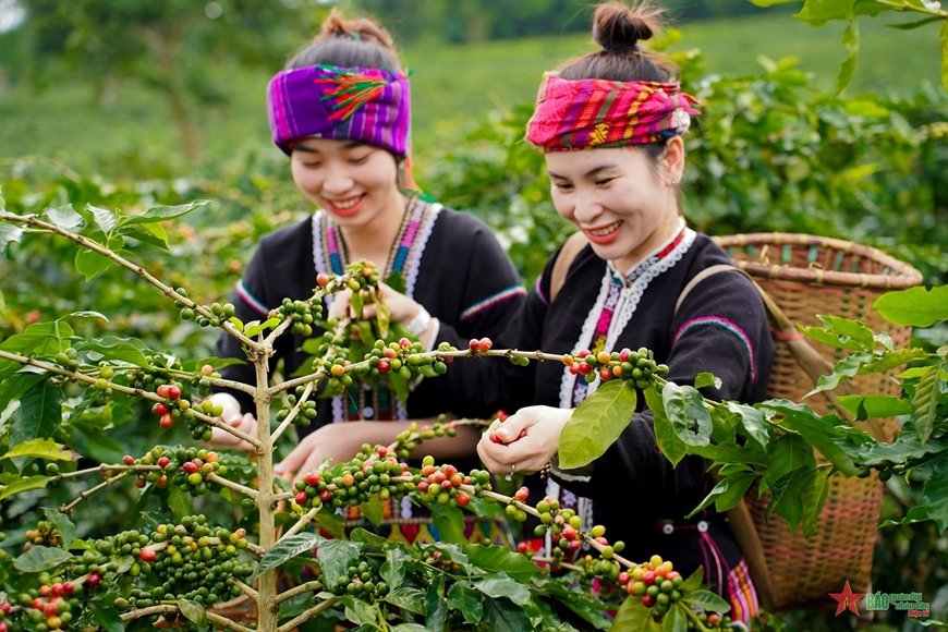 Cà phê Khe sanh có thể mua làm quà