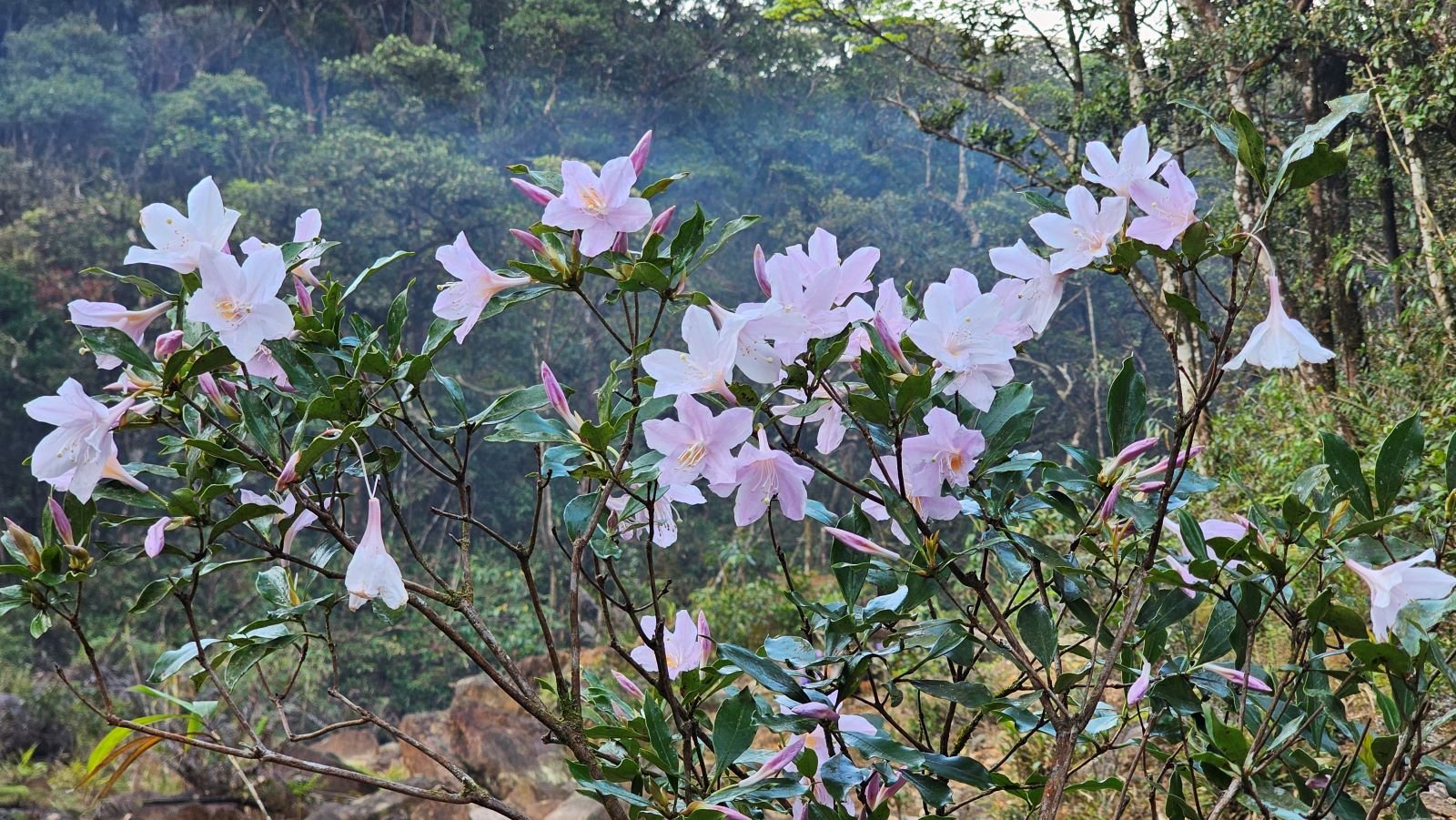 Hoa Đỗ Quyên trên đường đi