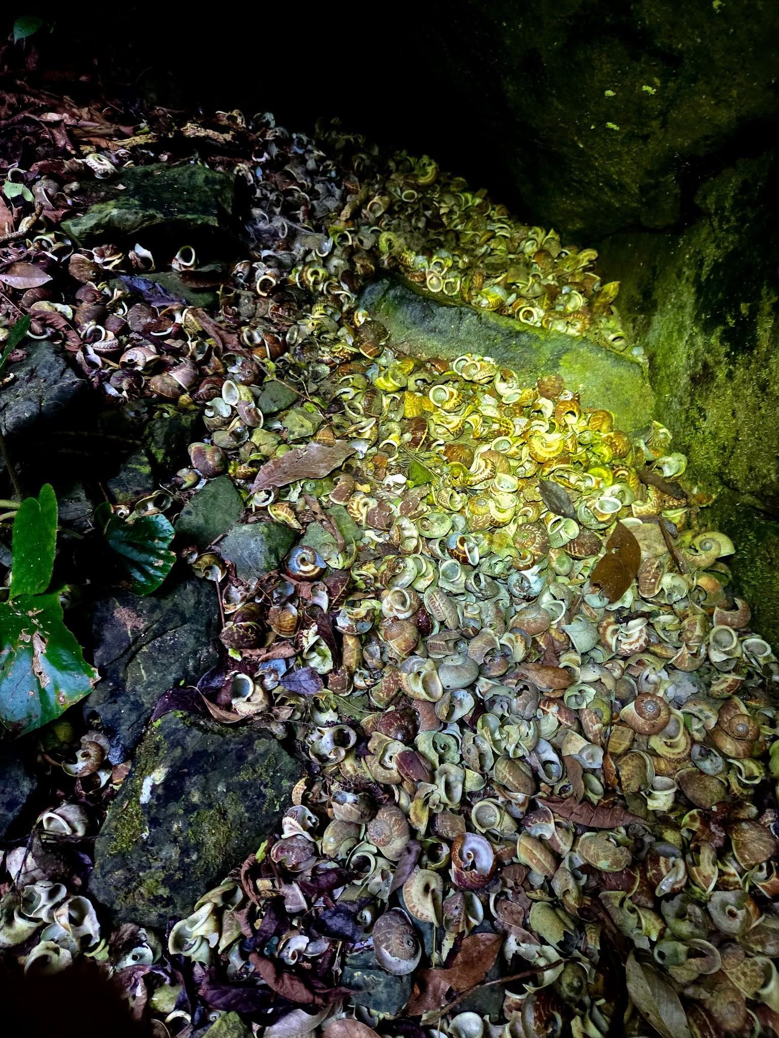 Nhiều vỏ ốc trong hang